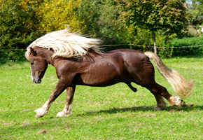 Schwarzwaelder Fuchs 44  (32)